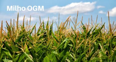 Apoiando e Sustentando Nossa Cadeia de Abastecimento de Alimentos: Os Benefícios do Milho OGM